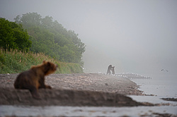 ����� ������� (Ursus arctos). ��������, ����� ����������,  ����-���������� ��������