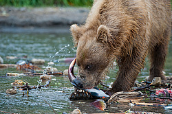 ����� ������� (Ursus arctos). ��������, ����� ����������,  ����-���������� ��������