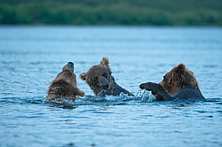 ����� ������� (Ursus arctos). ��������, ����� ����������,  ����-���������� ��������