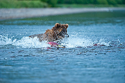 ����� ������� (Ursus arctos). ��������, ����� ����������,  ����-���������� ��������