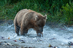 ����� ������� (Ursus arctos). ��������, ����� ����������,  ����-���������� ��������