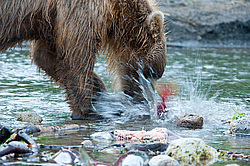 ����� ������� (Ursus arctos). ��������, ����� ����������,  ����-���������� ��������