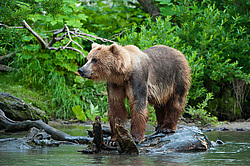 ����� ������� (Ursus arctos). ��������, ����� ����������,  ����-���������� ��������
