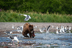 ����� ������� (Ursus arctos). ��������, ����� ����������,  ����-���������� ��������