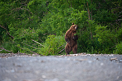 ����� ������� (Ursus arctos). ��������, ����� ����������,  ����-���������� ��������