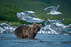 ����� ������� (Ursus arctos). ��������, ����� ����������,  ����-���������� ��������