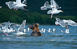 ����� ������� (Ursus arctos). ��������, ����� ����������,  ����-���������� ��������