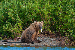 ����� ������� (Ursus arctos). ��������, ����� ����������,  ����-���������� ��������