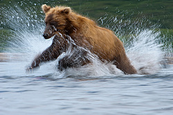 ����� ������� (Ursus arctos). ��������, ����� ����������,  ����-���������� ��������