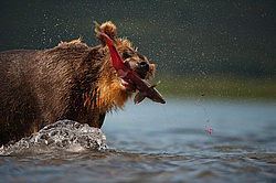 ����� ������� (Ursus arctos). ��������, ����� ����������,  ����-���������� ��������