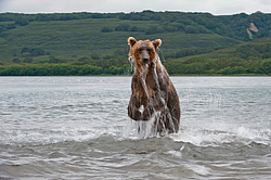 ����� ������� (Ursus arctos). ��������, ����� ����������,  ����-���������� ��������