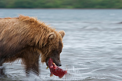 ����� ������� (Ursus arctos). ��������, ����� ����������,  ����-���������� ��������