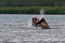 ����� ������� (Ursus arctos). ��������, ����� ����������,  ����-���������� ��������