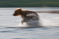 ����� ������� (Ursus arctos). ��������, ����� ����������,  ����-���������� ��������