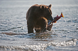 ����� ������� (Ursus arctos). ��������, ����� ����������,  ����-���������� ��������