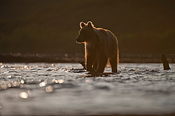 ����� ������� (Ursus arctos). ��������, ����� ����������,  ����-���������� ��������