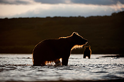 ����� ������� (Ursus arctos). ��������, ����� ����������,  ����-���������� ��������