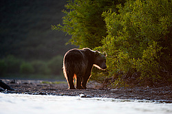 ����� ������� (Ursus arctos). ��������, ����� ����������,  ����-���������� ��������