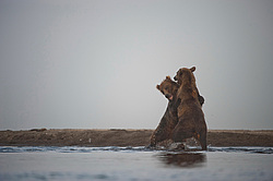 ����� ������� (Ursus arctos). ��������, ����� ����������,  ����-���������� ��������