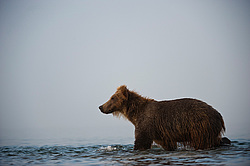 ����� ������� (Ursus arctos). ��������, ����� ����������,  ����-���������� ��������
