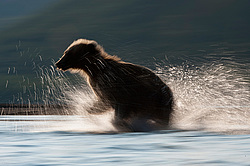 ����� ������� (Ursus arctos). ��������, ����� ����������,  ����-���������� ��������