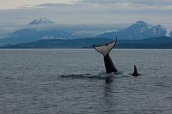 ������� (Orcinus orca) ��������