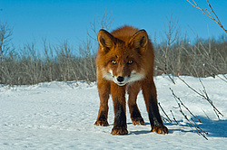 ������������ ������ (Vulpes vulpes) ��������� ����������