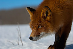 ������������ ������ (Vulpes vulpes) ��������� ����������
