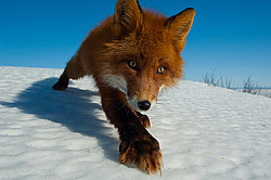 ������������ ������ (Vulpes vulpes) ��������� ����������