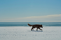 ������������ ������ (Vulpes vulpes) ��������� ����������