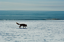 ������������ ������ (Vulpes vulpes) ��������� ����������