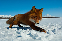 ������������ ������ (Vulpes vulpes) ��������� ����������