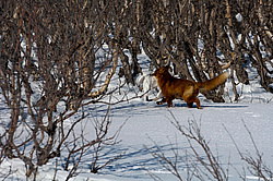 ������������ ������ (Vulpes vulpes) ��������� ����������