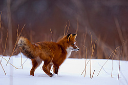 ������������ ������ (Vulpes vulpes) ��������� ����������
