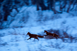 ������������ ������ (Vulpes vulpes) ��������� ����������