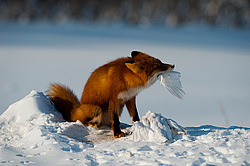 ������������ ������ (Vulpes vulpes) ��������� ����������