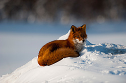 ������������ ������ (Vulpes vulpes) ��������� ����������