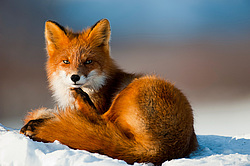 ������������ ������ (Vulpes vulpes) ��������� ����������