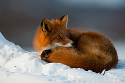 ������������ ������ (Vulpes vulpes) ��������� ����������