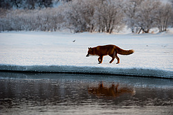 ������������ ������ (Vulpes vulpes) ��������� ����������