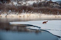 ������������ ������ (Vulpes vulpes) ��������� ����������