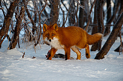 ������������ ������ (Vulpes vulpes) ��������� ����������