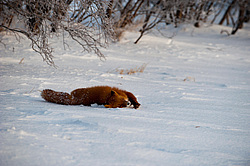 ������������ ������ (Vulpes vulpes) ��������� ����������