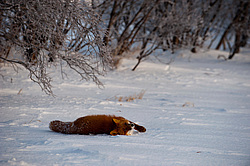 ������������ ������ (Vulpes vulpes) ��������� ����������