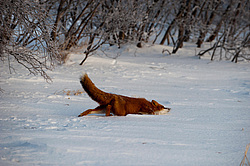 ������������ ������ (Vulpes vulpes) ��������� ����������