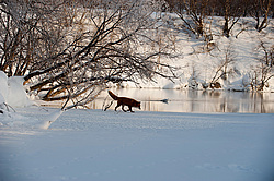 ������������ ������ (Vulpes vulpes) ��������� ����������