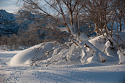 ������������ ������ (Vulpes vulpes) ��������� ����������