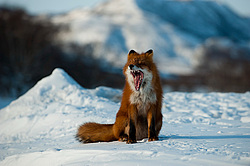 ������������ ������ (Vulpes vulpes) ��������� ����������