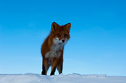 ������������ ������ (Vulpes vulpes) ��������� ����������