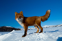������������ ������ (Vulpes vulpes) ��������� ����������